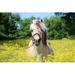 Ebern Designs Fjord Horse Is Standing in a Rape Field - Wrapped Canvas Photograph Metal | 32 H x 48 W x 1.25 D in | Wayfair