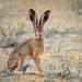 Gracie Oaks European Hare Stands on the Ground & Looking at the Camera - Wrapped Canvas Photograph Canvas | 12 H x 12 W x 1.25 D in | Wayfair