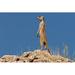 Ebern Designs An Alert Meerkat Standing on a Rock - Wrapped Canvas Photograph Canvas | 12 H x 18 W x 1.25 D in | Wayfair