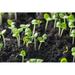 Ebern Designs Basil Sprouts Have Sprouted in the Ground - Wrapped Canvas Photograph Canvas | 8 H x 12 W x 1.25 D in | Wayfair