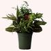 American Plant Exchange Foliage Combo Dish Garden, 3-4 Live Plant Varieties, 1-Gallon Pot in Black | 14 H x 6 D in | Wayfair DISHGARDEN01