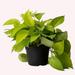 American Plant Exchange Neon Pothos, 6-Inch Pot, Bright Chartruse Foliage, Live Vining Houseplant in Black | 18 H x 6 D in | Wayfair POTHOSNEON6"