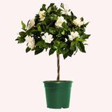 American Plant Exchange Mini Braided Gardenia Vetchii Tree, Live Flowering Houseplant, 6-Inch Pot, Light Shade, Fragrant Blooms in Black | Wayfair