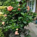 American Plant Exchange Hibiscus Double Peach Bloom, Large Tropical Live Plant, 10-Inch Pot, Landscape & Houseplant W/Direct Light in Black | Wayfair