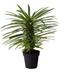 American Plant Exchange Madagascar Palm Tree, 4-Inch Pot, Exotic Live Succulent, Perfect for Home & Garden in Black | 14 H x 4 D in | Wayfair