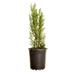 Plants by Mail 2.5 Quart Italian Cypress Tree Live Plant | 21 H x 6 D in | Wayfair 1240Q