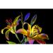Latitude Run® Lilies & Buds Glowing In Bright Colours Against A Black Background; Studio Poster Print By F. M. Kearney (36 X 24) # 12577004 Paper | Wayfair
