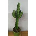 Passione Piante - Cactus Euphorbia succulente Grassa Pianta -vaso 20cm- altezza 50/70 cm