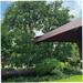 House On Tree 13 Ft. W x 10 Ft. D Steel Patio Gazebo Metal/Steel/Soft-top in Brown | 108 H x 156 W x 120 D in | Wayfair ZXY320HW-W41942173