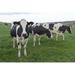 Gracie Oaks Dairy Cows in Field - Wrapped Canvas Photograph Canvas in White | 24 H x 36 W x 1.25 D in | Wayfair 5877CFAB8BC4451CB46A9951271B89AB