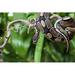 Ebern Designs Royal Python Snake - Wrapped Canvas Photograph Canvas | 20 H x 30 W x 1.25 D in | Wayfair 3FB81F4E3DAF4E94B024912E3E74A977