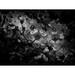 Ebern Designs Black & White Petunia by Brian Carson - Wrapped Canvas Print Metal in Black/White | 24 H x 32 W x 1.25 D in | Wayfair