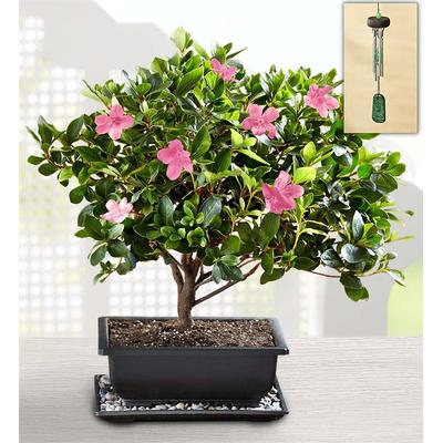 1-800-Flowers Plant Delivery Azalea Bonsai Large Plant W/ Windchime