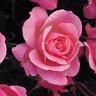 Rosier 'Queen Elizabeth' -