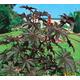 Castor Oil Plant Bean Red Giant Anti Mole - 8 Seeds Ricinus Communis Gmo Free