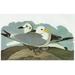 Audubon: Kittiwake. /Nblack-Legged Kittiwake (Rissa Tridactyla). Engraving After John James Audubon For His Birds Of America 1827-38. Poster Print by (24 x 36)