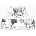 Cattle Breeds 1856. /Ngalician Bull (Hungary); Styrian Bull (Austria); Angeln Cow (Schleswig-Holstein). Wood Engravings French 1856. Poster Print by (24 x 36)