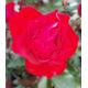 Trumpeter Floribunda Rose Bush 3ltr Pot