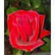 Thinking of You Hybrid Tea Rose Bush 3ltr Pot