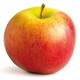 Fruit Trees - Apple - Tall Plant in 10 Litre Pot - 1.5-1.8 Metre Height