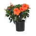 United Nursery Hibiscus Bush Pink Live Outdoor Plant In 9.25 Inch Grower Pot | 22 H in | Wayfair HIBRED10GP