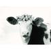 Rosalind Wheeler Spotted Cow w/ Flowers - Print on Canvas Metal in Black/White | 24 H x 32 W x 1.25 D in | Wayfair B6B8CA5D89C14540B555416FEB148AE3