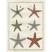 Highland Dunes Histoire Naturelle Starfish II - Wrapped Canvas Print Metal | 40 H x 30 W x 1.25 D in | Wayfair 24324BBAEAAE4ADBA2D7A6A773B93725