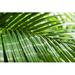 Bayou Breeze Tropical Palm Leaf - Wrapped Canvas Photograph Canvas in Green | 20 H x 30 W x 1.25 D in | Wayfair C75C0A134FD6487BBC46A53CA99387BD