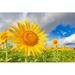 Gracie Oaks Sunflowers & Blue Sky - Wrapped Canvas Photograph Canvas in Green/Yellow | 20 H x 30 W x 1.25 D in | Wayfair