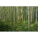 Loon Peak® Bamboo Forest - Wrapped Canvas Photograph Canvas | 12 H x 18 W x 1.25 D in | Wayfair ECDF98E36CFD44AAB13A885E73E1F728