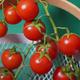 3 Plants Tomate Cerise Super Sweet 100 F1 en motte