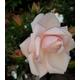 1 x New Dawn Climbing Rose Bush 3 ltr Pot