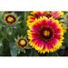Ebern Designs Blanket Flower - Wrapped Canvas Photograph Metal in Green/Pink/Yellow | 32 H x 48 W x 1.25 D in | Wayfair