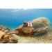 Bay Isle Home™ Turtle by Shanemyersphoto - Wrapped Canvas Photograph Canvas in White | 24 H x 36 W x 1.25 D in | Wayfair