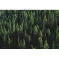 Millwood Pines Pine Tree Forest by Clark Ahlstrom - Wrapped Canvas Photograph Canvas in Green | 12 H x 18 W x 1.25 D in | Wayfair