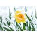 Ebern Designs Snow in Spring Garden - Wrapped Canvas Photograph Metal in White/Yellow | 32 H x 48 W x 1.25 D in | Wayfair