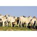 Gracie Oaks Cattle on a Farm by Lucato - Wrapped Canvas Photograph Canvas in Blue/Green | 12 H x 18 W x 1.25 D in | Wayfair