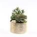 Primrue 9" Artificial Succulent in Pot | 9 H x 8 W x 8 D in | Wayfair A55EAB1EE0FE495DB70A21B9494EC15C