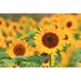 Gracie Oaks Sunflower by Hiroshi_H - Wrapped Canvas Photograph Canvas | 12 H x 18 W x 1.25 D in | Wayfair 8F6B03D93AB148D5B86D7D8F37A4B9BB