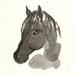 August Grove® Horse Portrait II Canvas in Gray/White | 12 H x 12 W x 1.25 D in | Wayfair 93A17F8E683C4440A3DEA6C54F7AB5F8