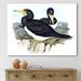 DESIGN ART Designart Vintage Australian Birds XII Traditional Canvas Wall Art Print 20 in. wide x 12 in. high