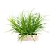 Primrue 3 - Piece Artificial Cattail Grass in Planter Set Ceramic/Plastic | 18 H x 24 W x 15 D in | Wayfair 7B1411B7C47F4E0CBD2EE69F0F60C3B1