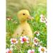 Baby Duck Unruled Notebook: Unruled Blank Notebook. No Lines. No Page Numbers. Glossy Cover with Image on Front and Back. Full Size at 8.5 X 11 I