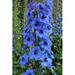 Ebern Designs Brison Bright Blue Delphinium Spike by - Wrapped Canvas Photograph Canvas in Blue/Green | 12 H x 8 W x 1.25 D in | Wayfair