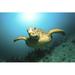 Bay Isle Home™ Hydeville Lonely Sea Turtle Swimming - Wrapped Canvas Photograph Canvas in Blue/Brown/Green | 8 H x 12 W x 1.25 D in | Wayfair