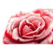 Ebern Designs Naguan Frozen Rose by Nick_Thompson - Wrapped Canvas Photograph Canvas in Red | 8 H x 12 W x 1.25 D in | Wayfair