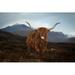 Millwood Pines Trouville Highland Cow by Duncanfawkes - Wrapped Canvas Photograph Canvas in Brown | 20 H x 30 W x 1.25 D in | Wayfair