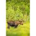 Posterazzi Bull Moose in Velvet Kincaid Park Anchorage Southcentral Alaska Summer Poster Print by Michael Jones - 12 x 19