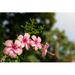 Bay Isle Home™ Beautiful Pink Hibiscus Flowers - Wrapped Canvas Photograph Canvas in Green/Pink | 12 H x 18 W x 1.25 D in | Wayfair