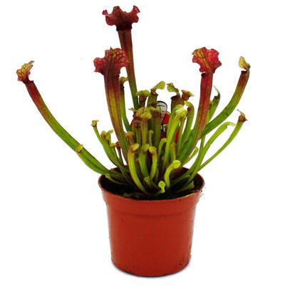 Schlauchpflanze - Sarracenia 'Judith' - Fleischfressende Pflanze - 9cm Topf